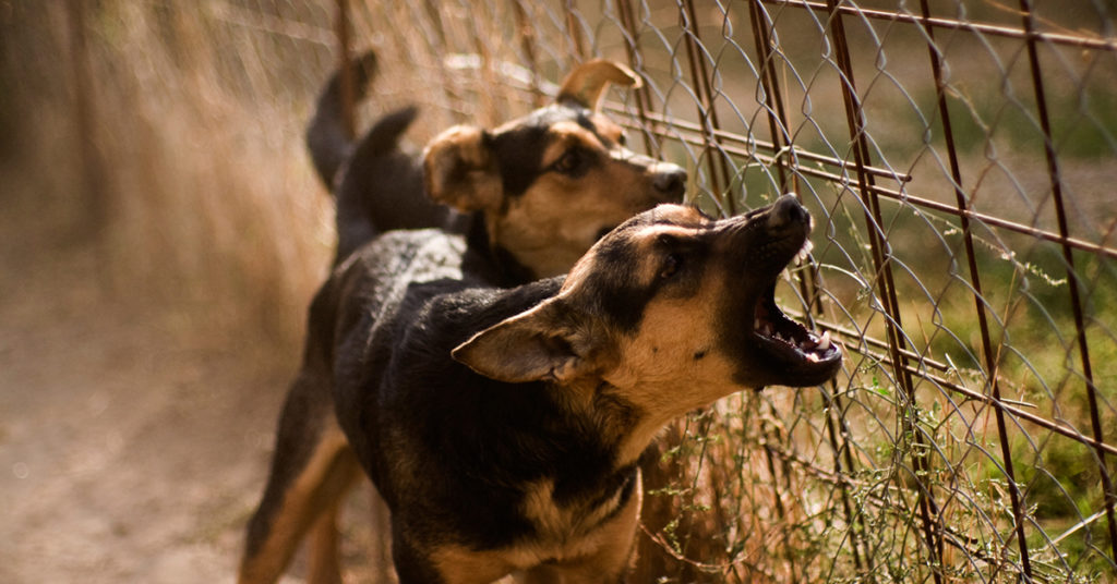 Asesoramiento legal: ataque y mordeduras de perros. Responsabilidad