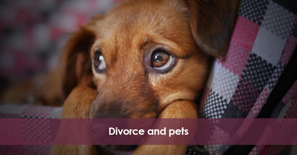 Divorce and pets in Spain