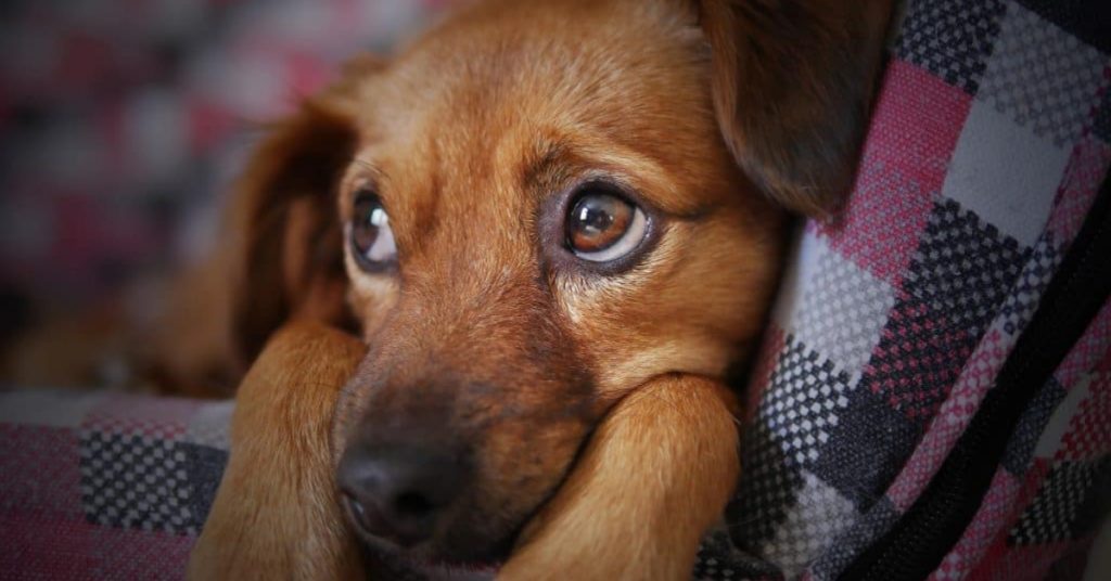 Scheidung und Haustiere. Heimtiere