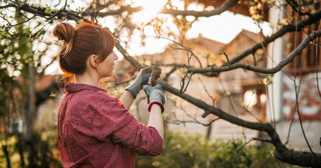 Problèmes avec les arbres de la propriété voisine